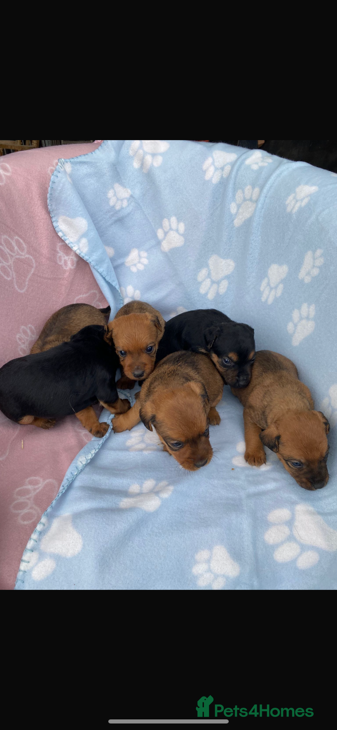 Lakeland Terrier dogs for sale: Lakeland terrier puppies for sale - Image 4