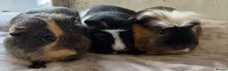 Guinea Pig rodents for sale: Trio of adult male guineas.  - Advert 1