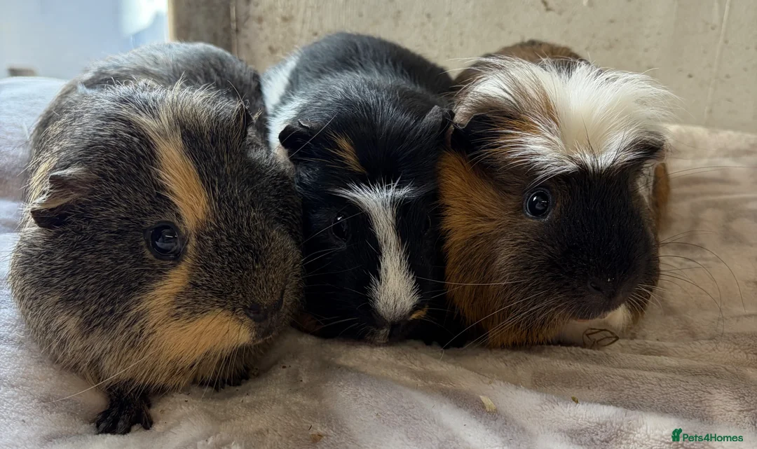 Guinea Pig rodents for sale: Trio of adult male guineas.  - Advert 1