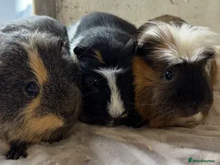 Guinea Pig rodents Trio of adult male guineas. - Advert 5