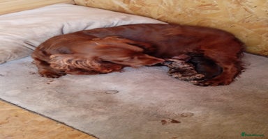 Cocker Spaniel dogs - Advert 12