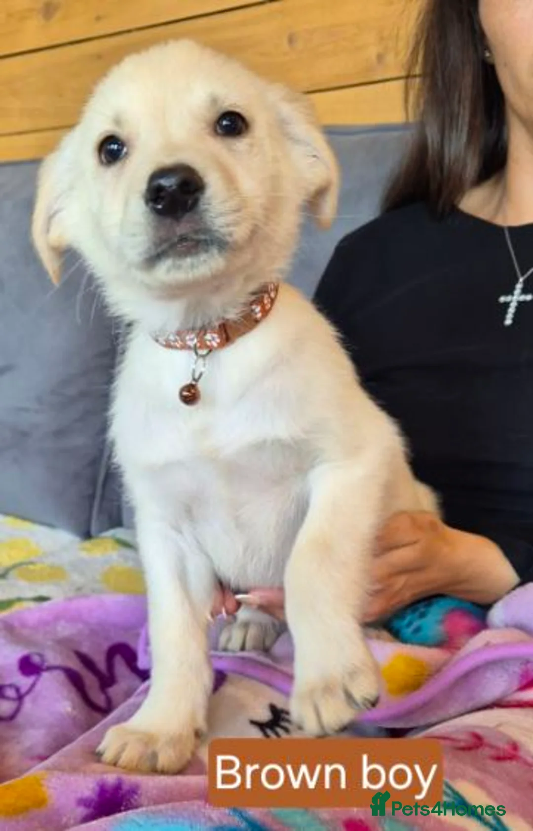 Golden Shepherd dogs for sale: Golden retriever cross German Shepherd puppies - Advert 2