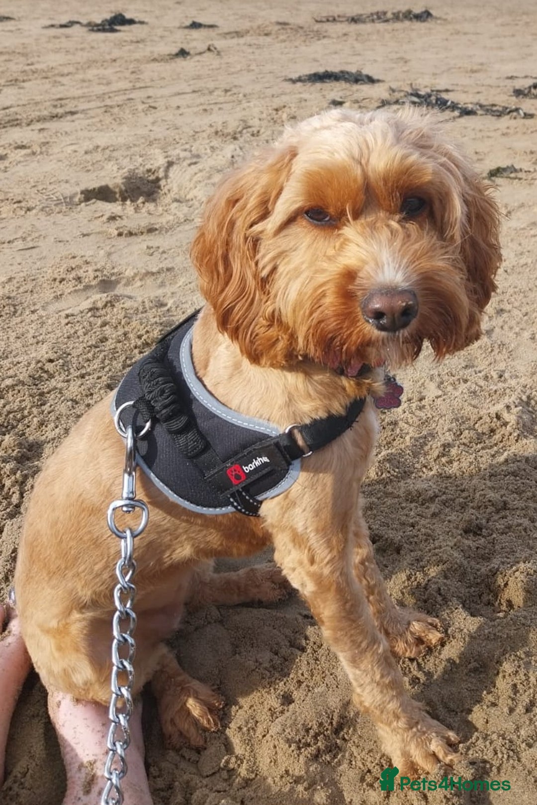 Cockapoo dogs for sale: Lovely cockapoo 1 and half year old - Image 1