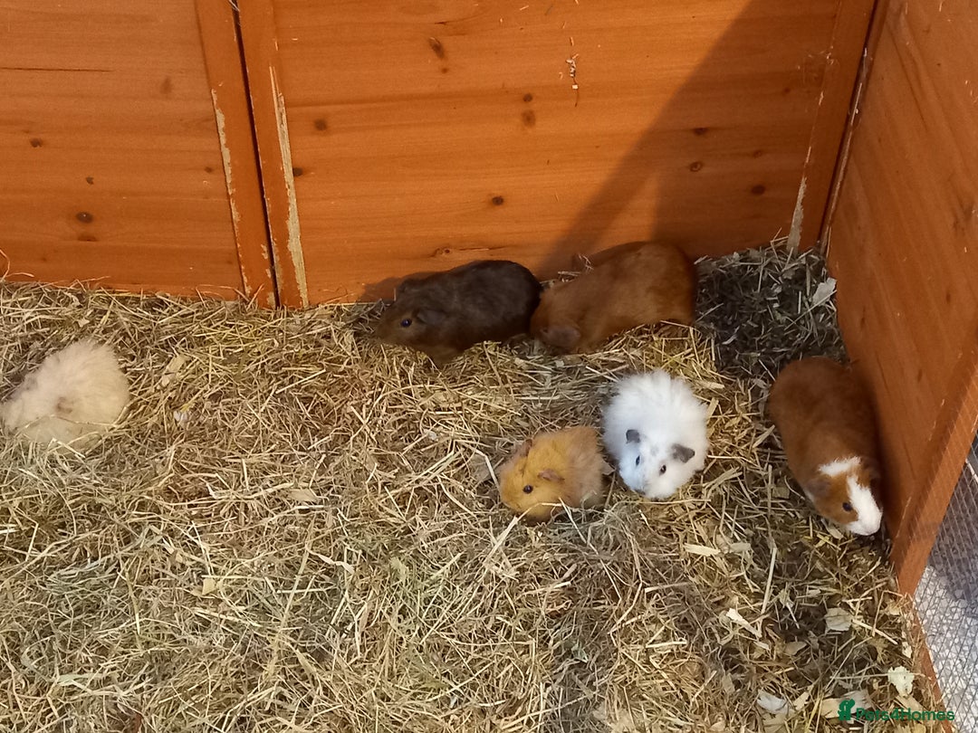Guinea Pig rodents for sale: Baby guinea pigs  - Image 4