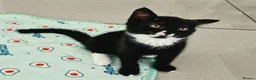 Mixed Breed cats for sale: Two adorable kittens ready for new home - Advert 2