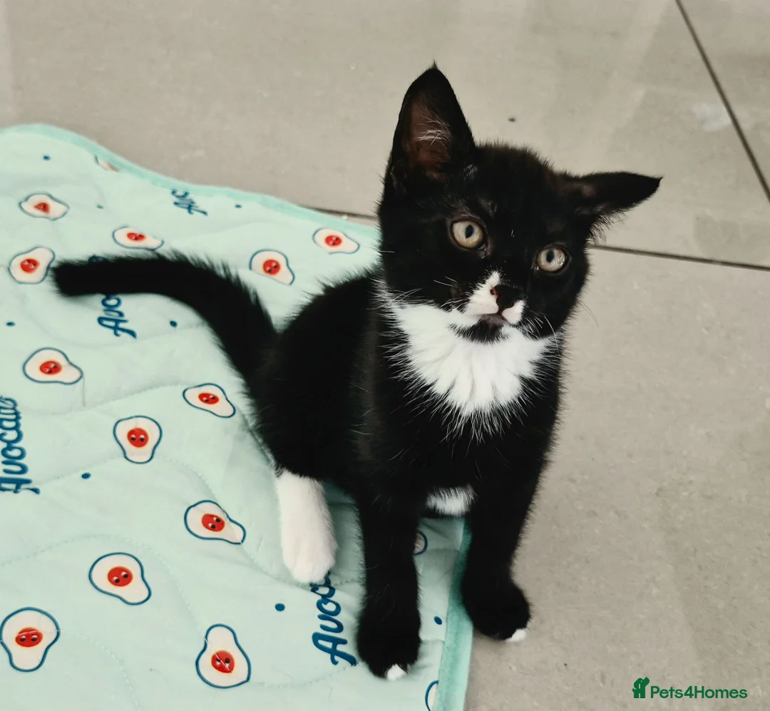 Mixed Breed cats for sale: Two adorable kittens ready for new home - Advert 2