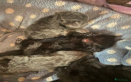 British Shorthair cats for sale: 1 Gorgeous Black kitten Remaining - Image 17