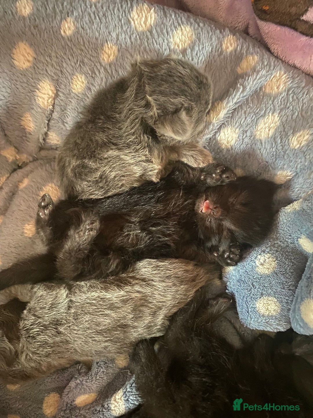 British Shorthair cats for sale: 1 Gorgeous Black kitten Remaining - Image 17
