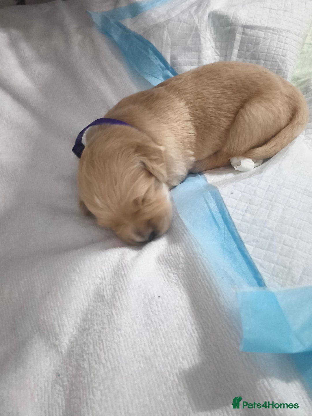 Golden Retriever dogs for sale: Gorgeous golden retriever puppies 🐕 - Advert 9