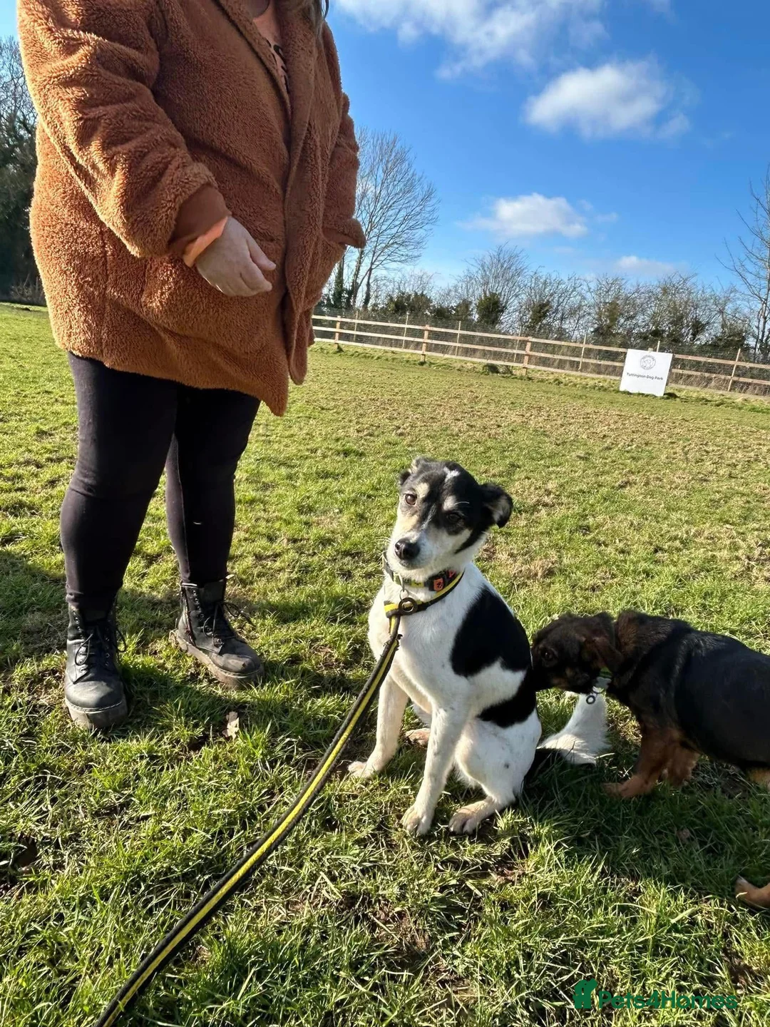 Mixed Breed dogs for adoption: Pippa - Norwich Norfolk  in Norwich - Advert 7