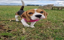 Beagle dogs for sale: Lexi  - Advert 9