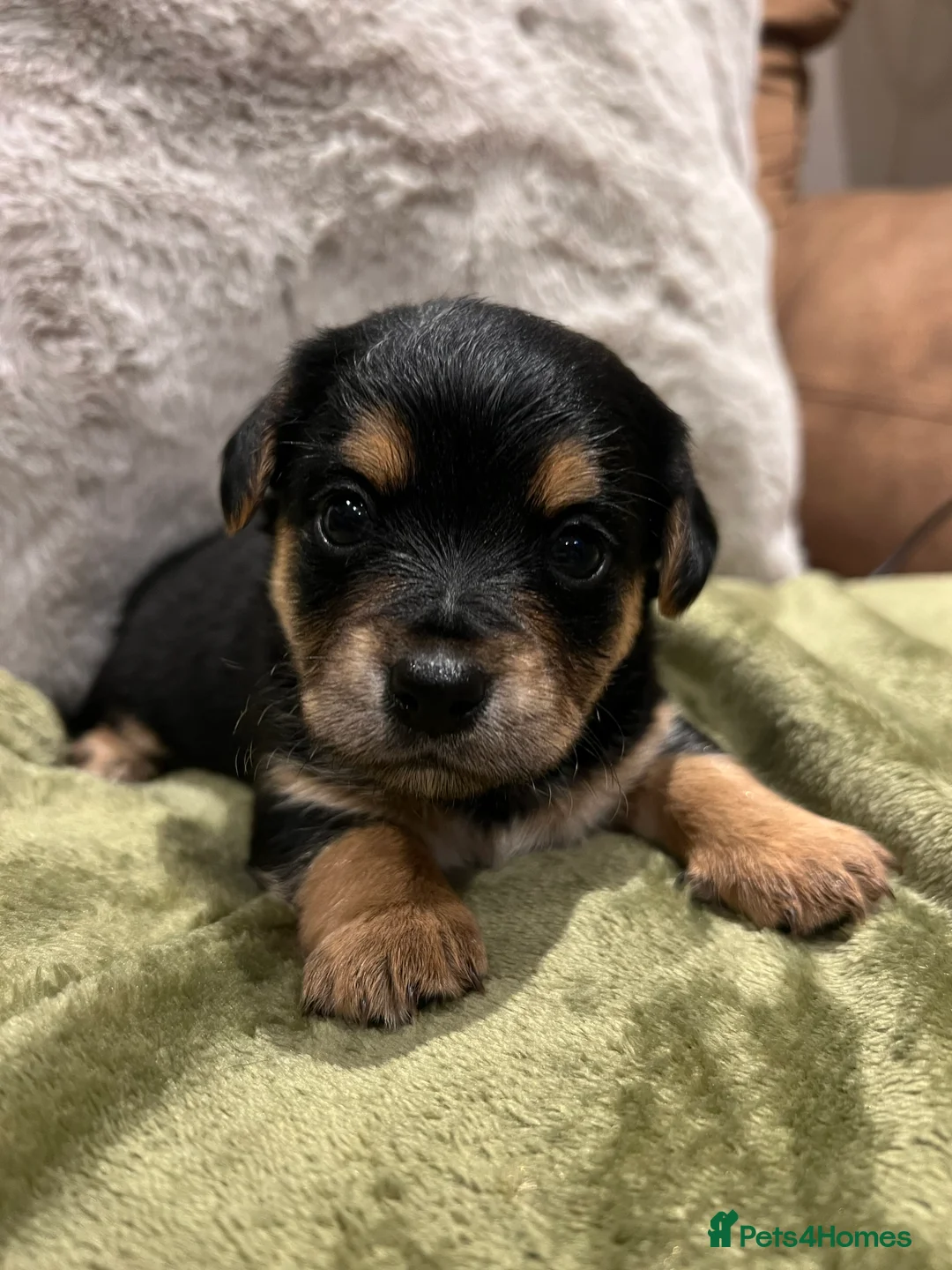 Mixed Breed dogs for sale: Chihuahua x Jack Russel  - Advert 2
