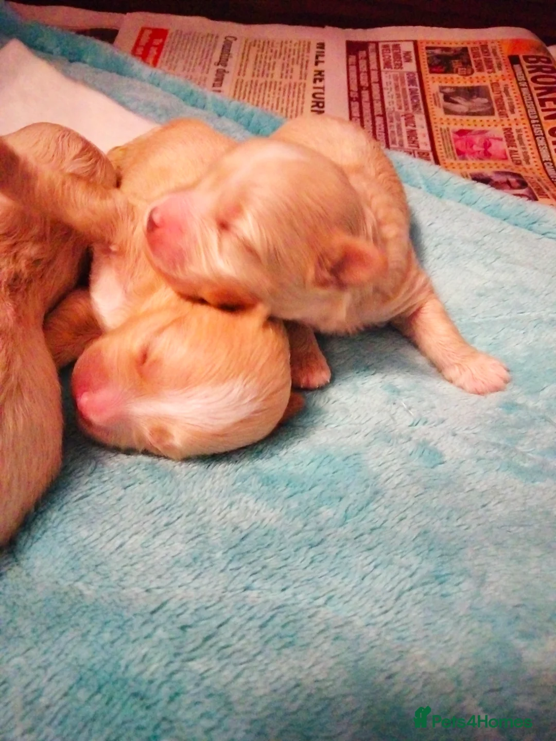 Maltipoo dogs for sale: Stunning F1 Maltpoo's 200+ Health Tests - Advert 2