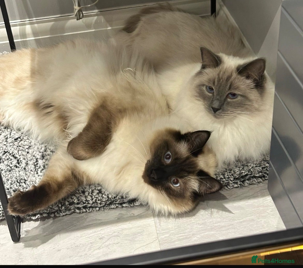 Ragdoll cats 2 Ragdolls - Advert 1