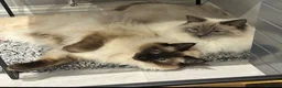 Ragdoll cats for sale: 2 Ragdolls in Leeds - Advert 1