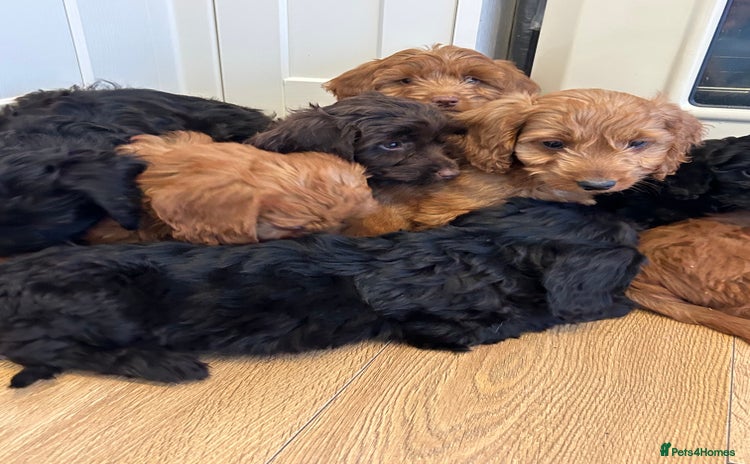 Cockapoo dogs - Advert 15