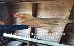 Chickens poultry for sale: Hybrid/ cross breed hens for sale - Image 18