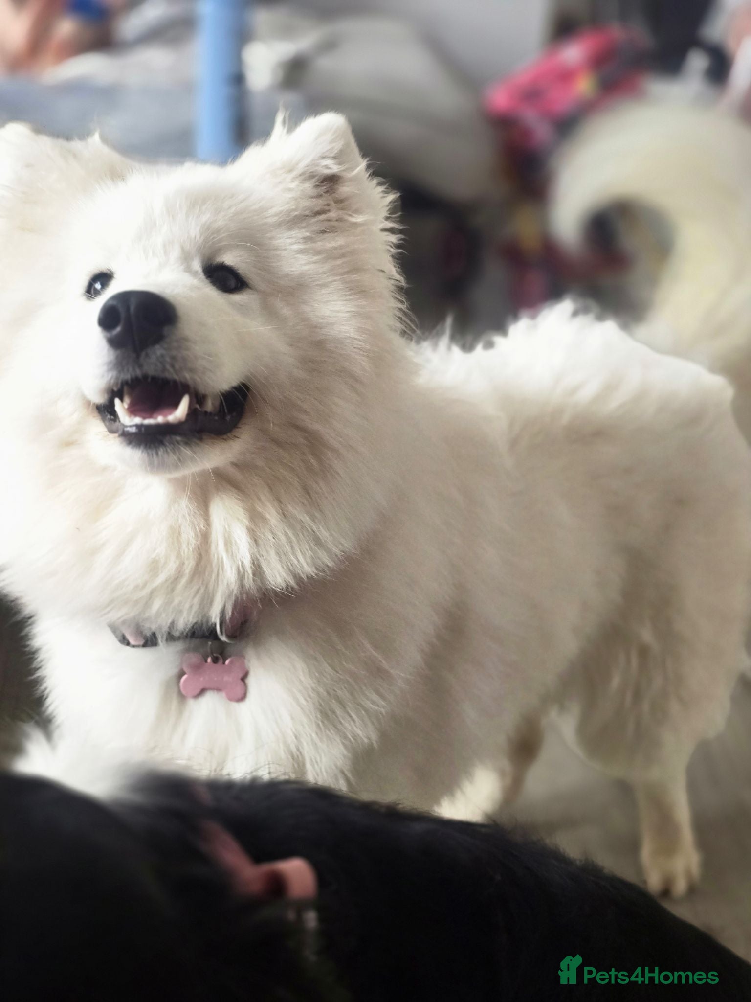 Samoyed dogs Female Samoyed looking for home - Advert 3