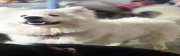 Samoyed dogs for sale: Female Samoyed looking for home - Advert 1