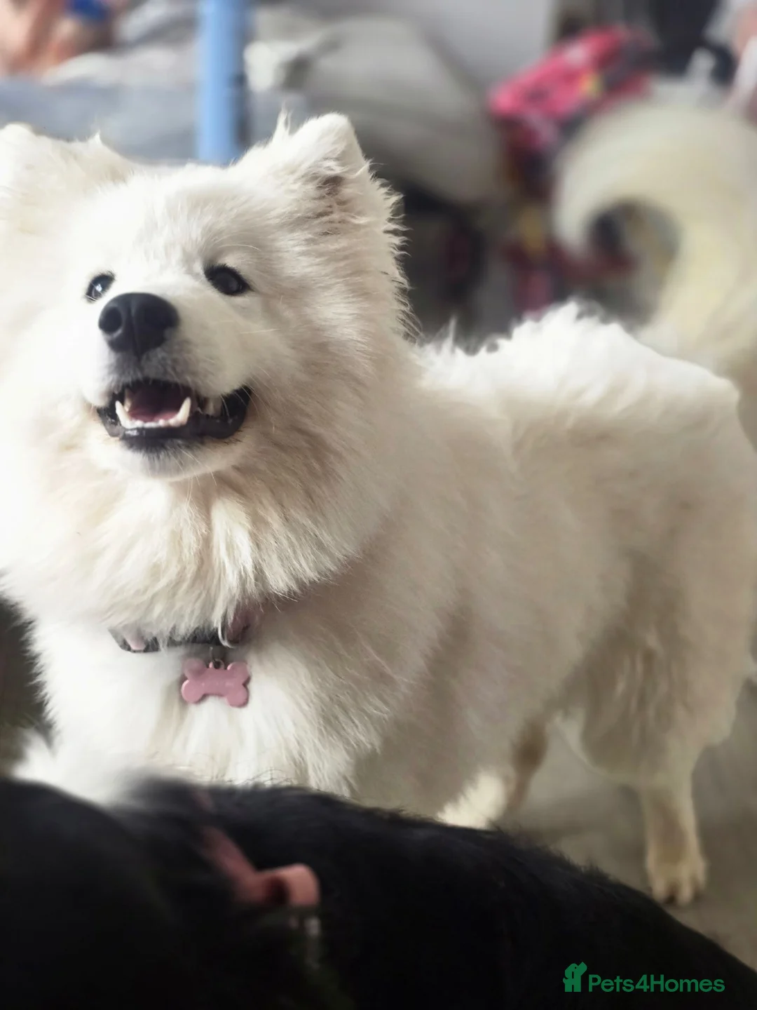 Samoyed dogs for sale: Female Samoyed looking for home - Advert 1