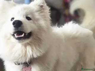 Samoyed dogs Female Samoyed looking for home - Advert 3