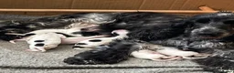 Cocker Spaniel dogs for sale: Mrs Judy Corcoran  in Northampton - Advert 2