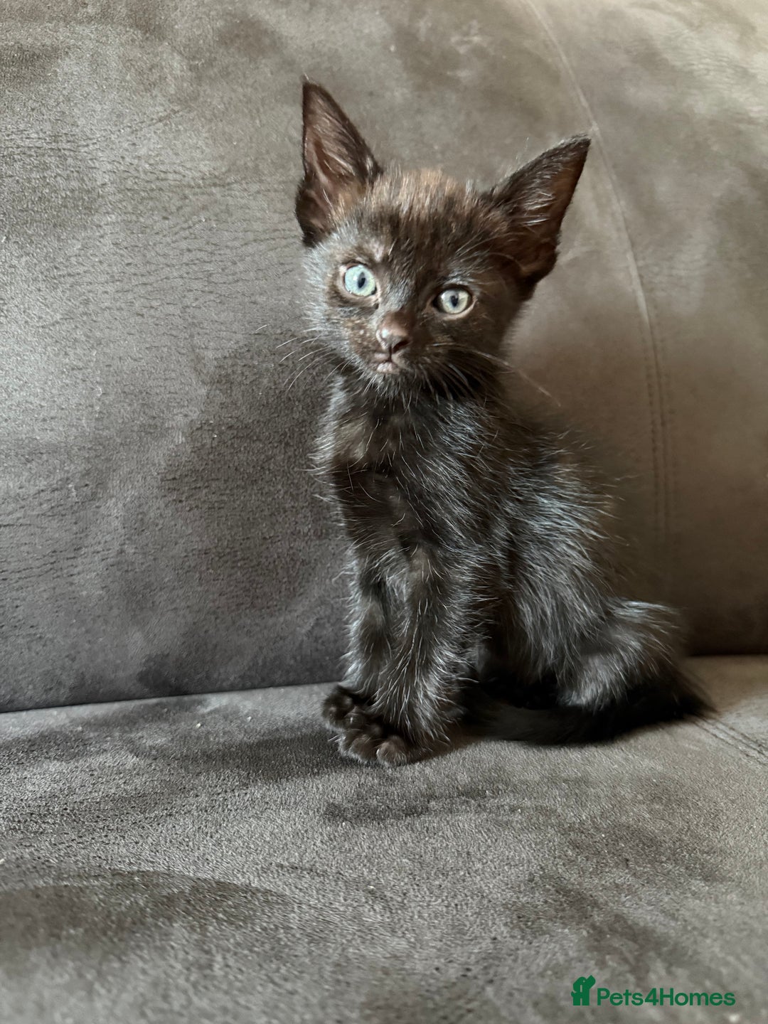 Bengal cats for sale: Kittens - Image 11