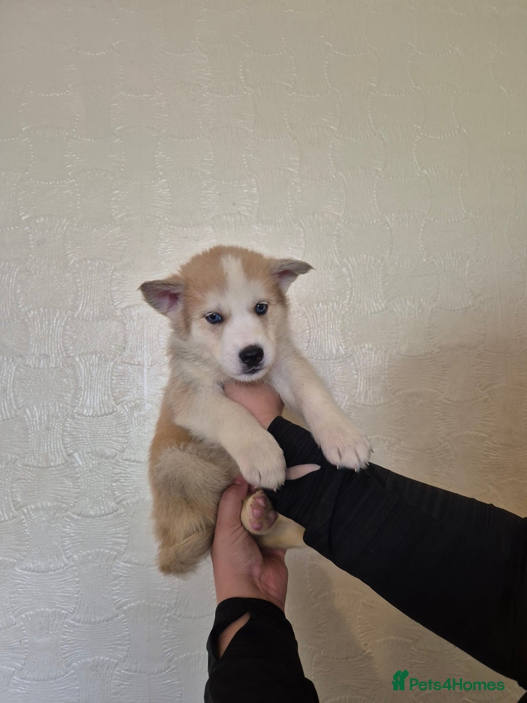 Siberian Husky dogs for sale: Beautiful Husky Looking for Their Forever Homes - Advert 27