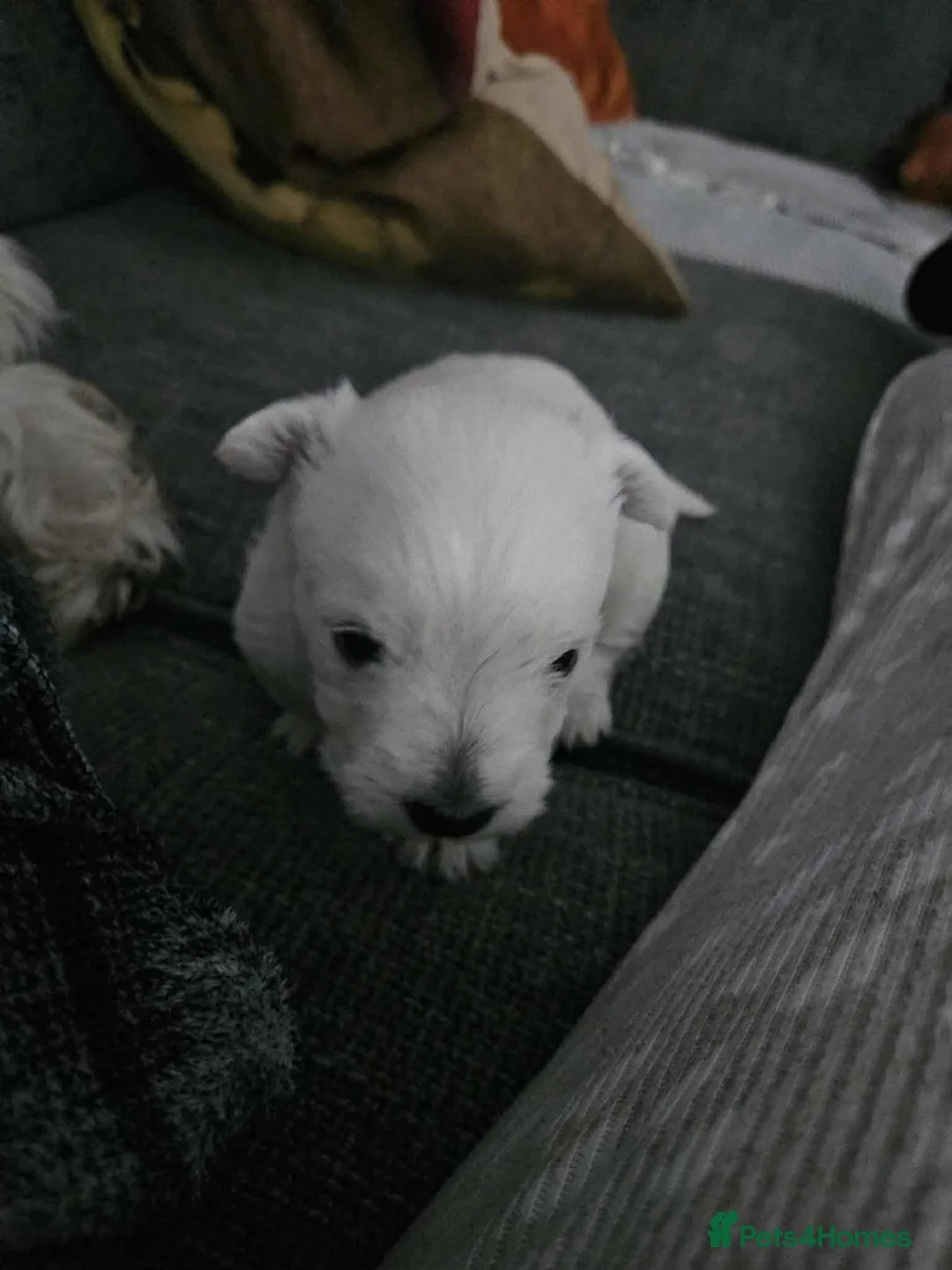 West Highland Terrier dogs for sale: West highland terrier  - Advert 3