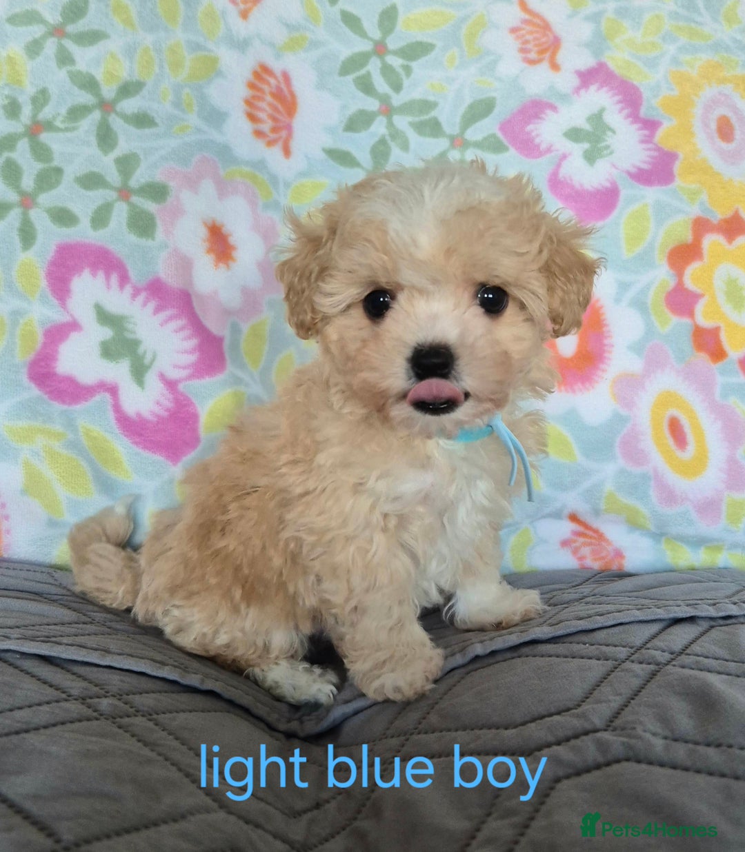 Maltipoo dogs for sale: F1 Maltipoo puppies 🐶 Just 2 girls remaining  - Advert 37