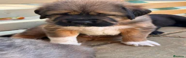 MJ 