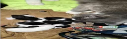 Domestic Shorthair cats for sale: Grey kitten  - Advert 3