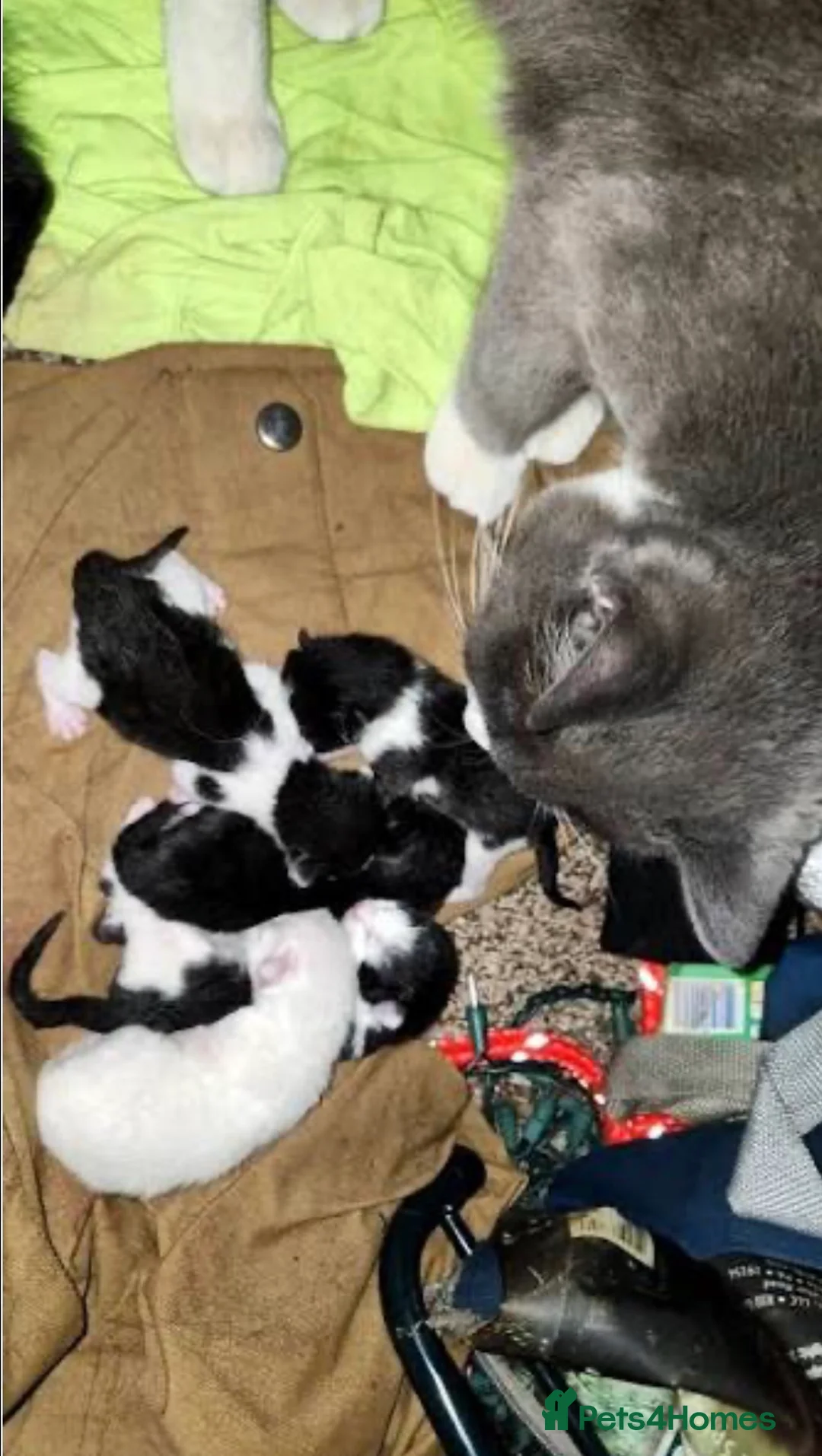 Domestic Shorthair cats for sale: Grey kitten  - Advert 3