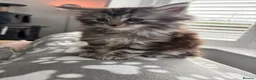 Maine Coon cats for sale: Maine Coon Kittens - Advert 6