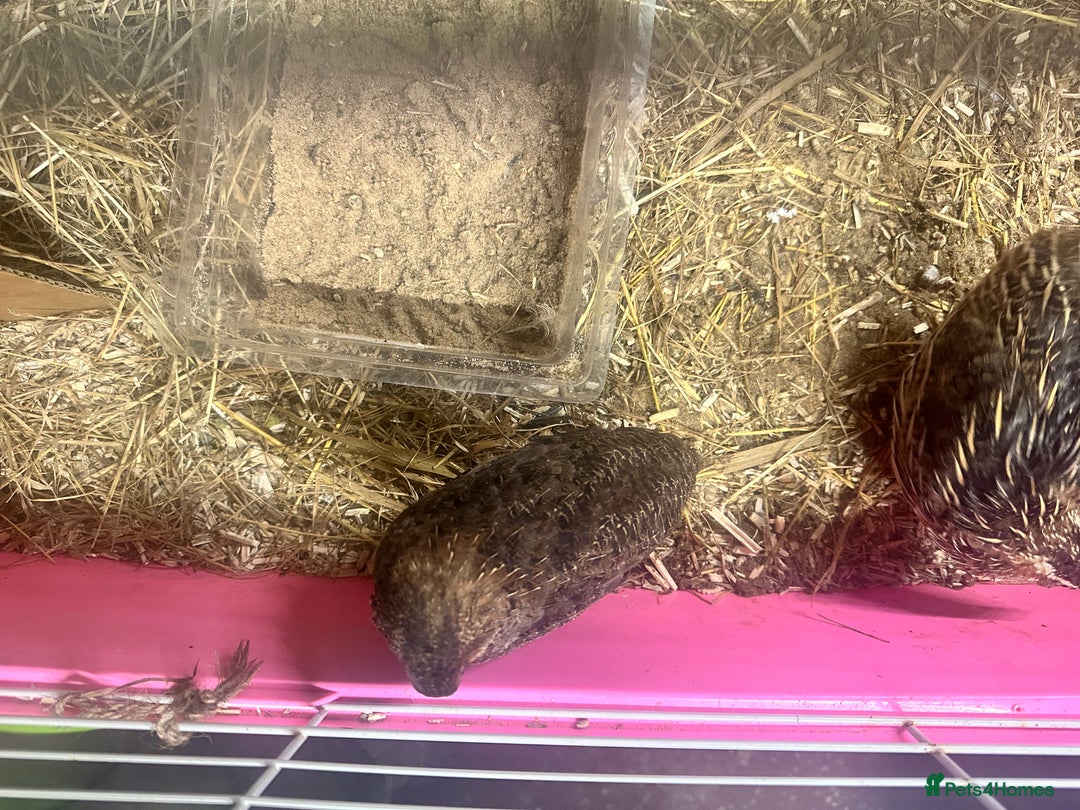 Quail poultry for sale: 3 coturnix quail roos  - Advert 2