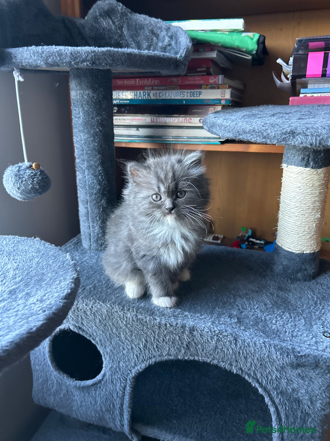 Ragdoll cats for sale: Gorgeous ragdoll male kitten to sell - Image 4