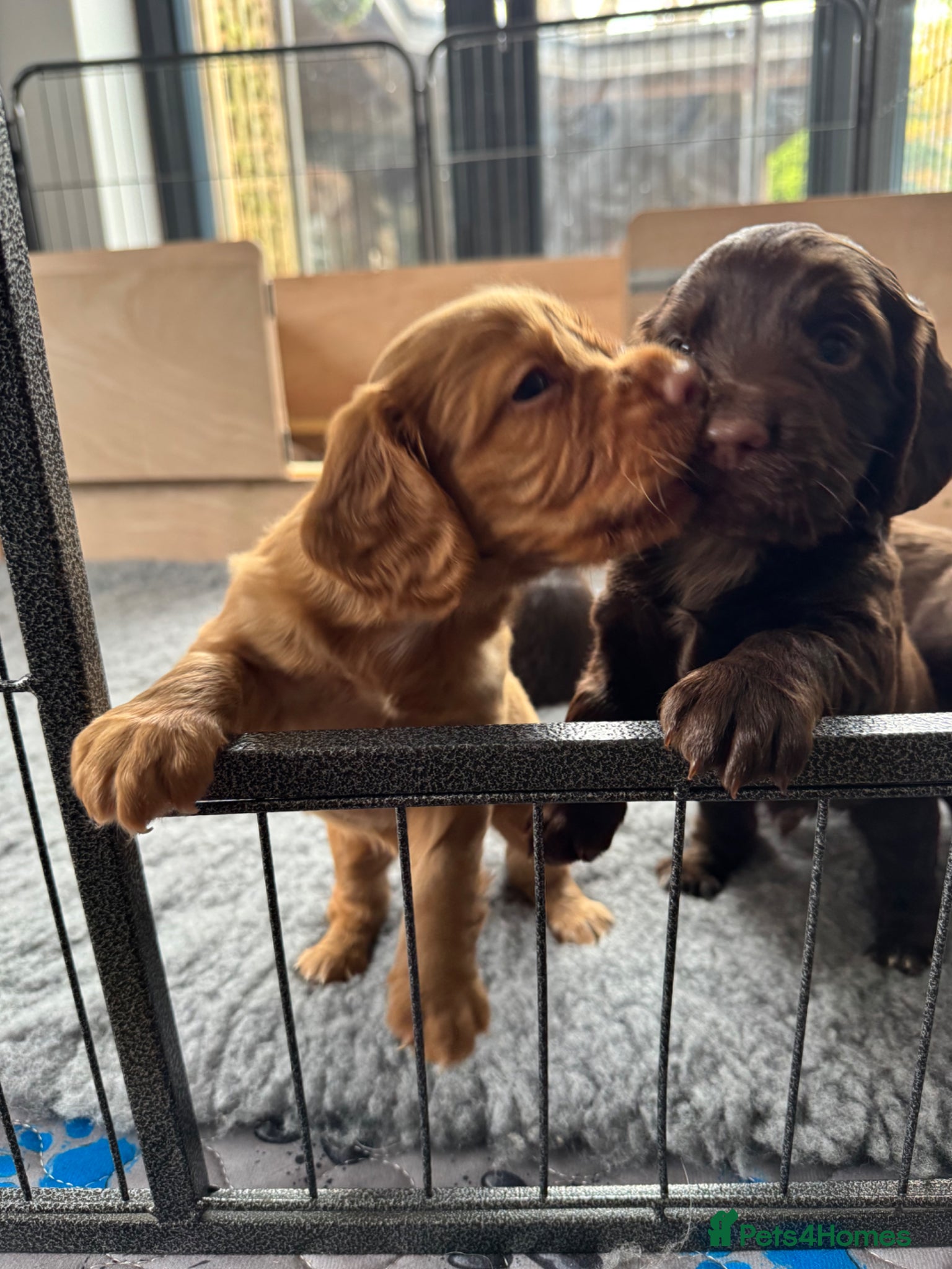 Cocker Spaniel dogs KC REGISTERED WORKING COCKER SPANIEl PUPPIES 💙💖 - Advert 1