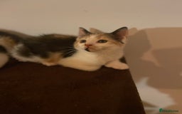 Mixed Breed cats for sale: Beautiful calico/ginger polydactyl kittens - Image 2