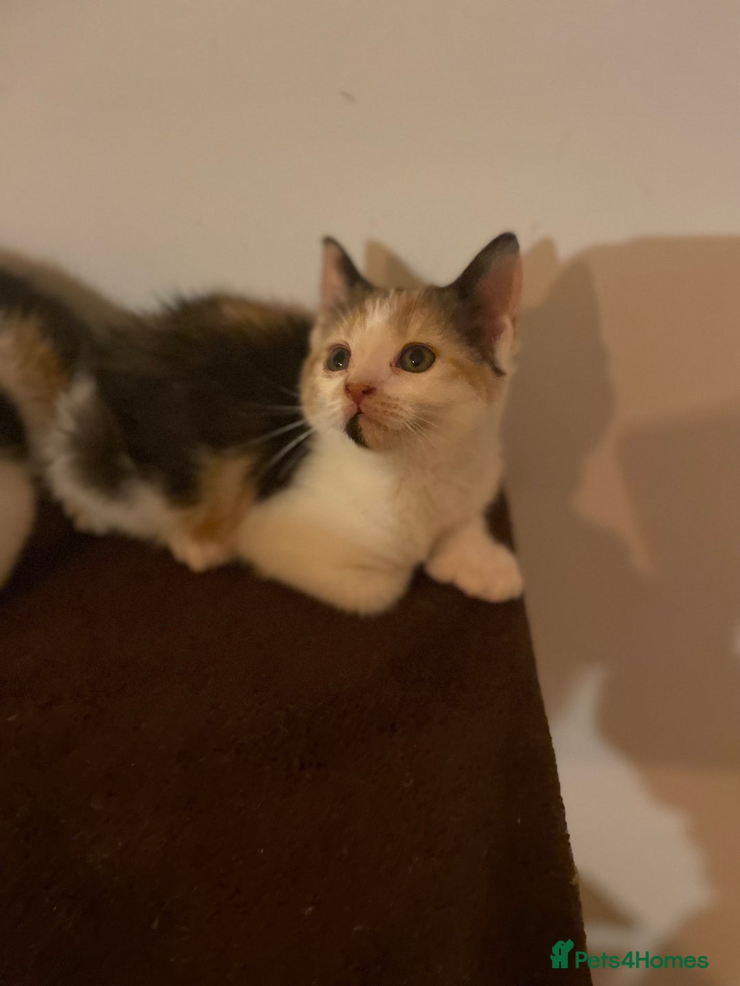 Mixed Breed cats for sale: Beautiful calico/ginger polydactyl kittens - Image 2