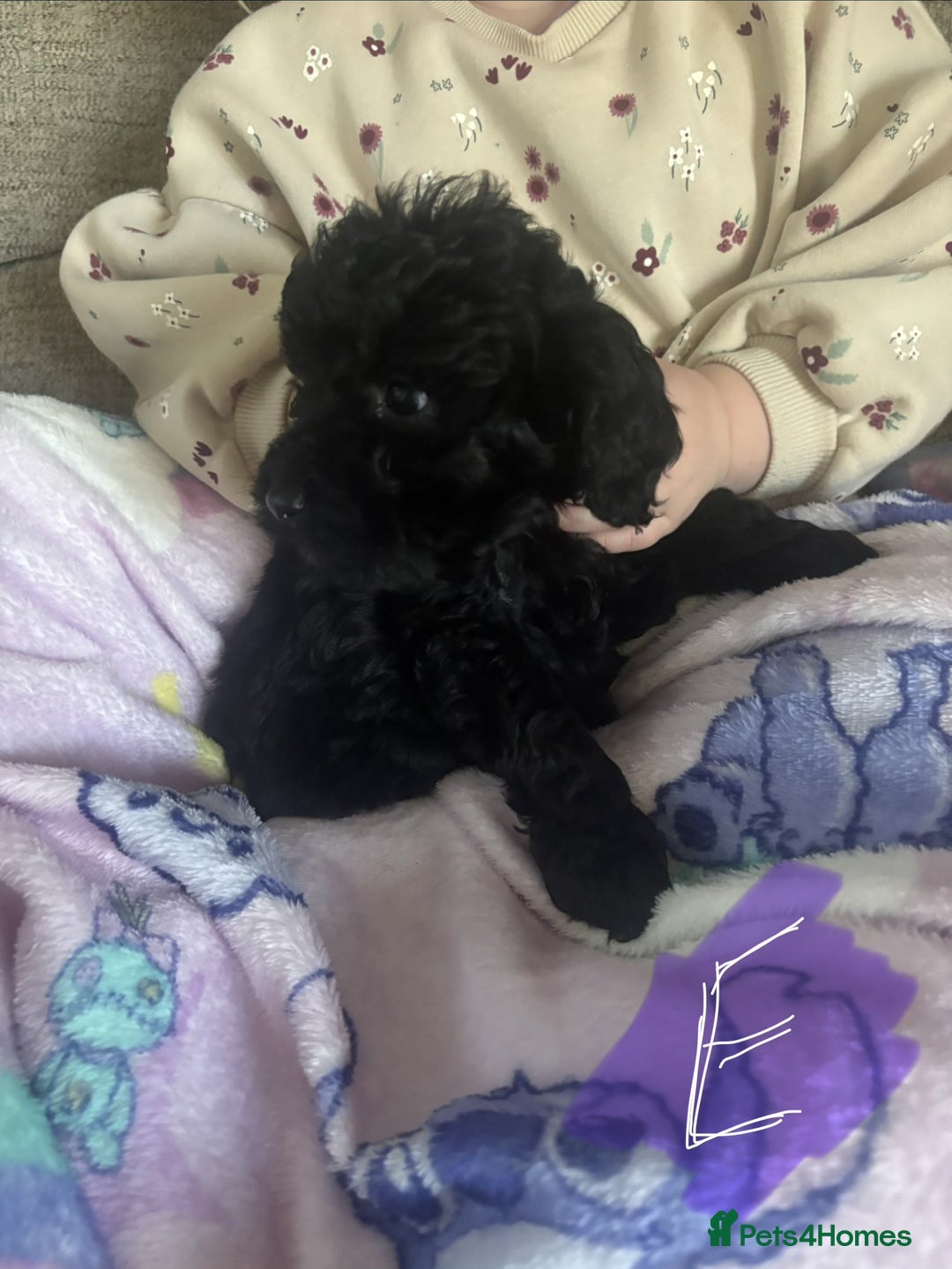 Cockapoo dogs for sale: Cockapoo Puppies looking for their forever homes - Advert 38