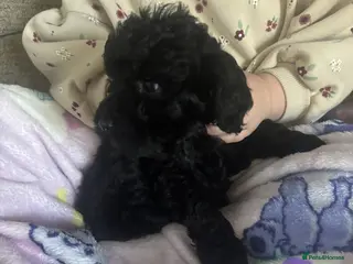 Cockapoo dogs Cockapoo Puppies looking for their forever homes - Advert 2