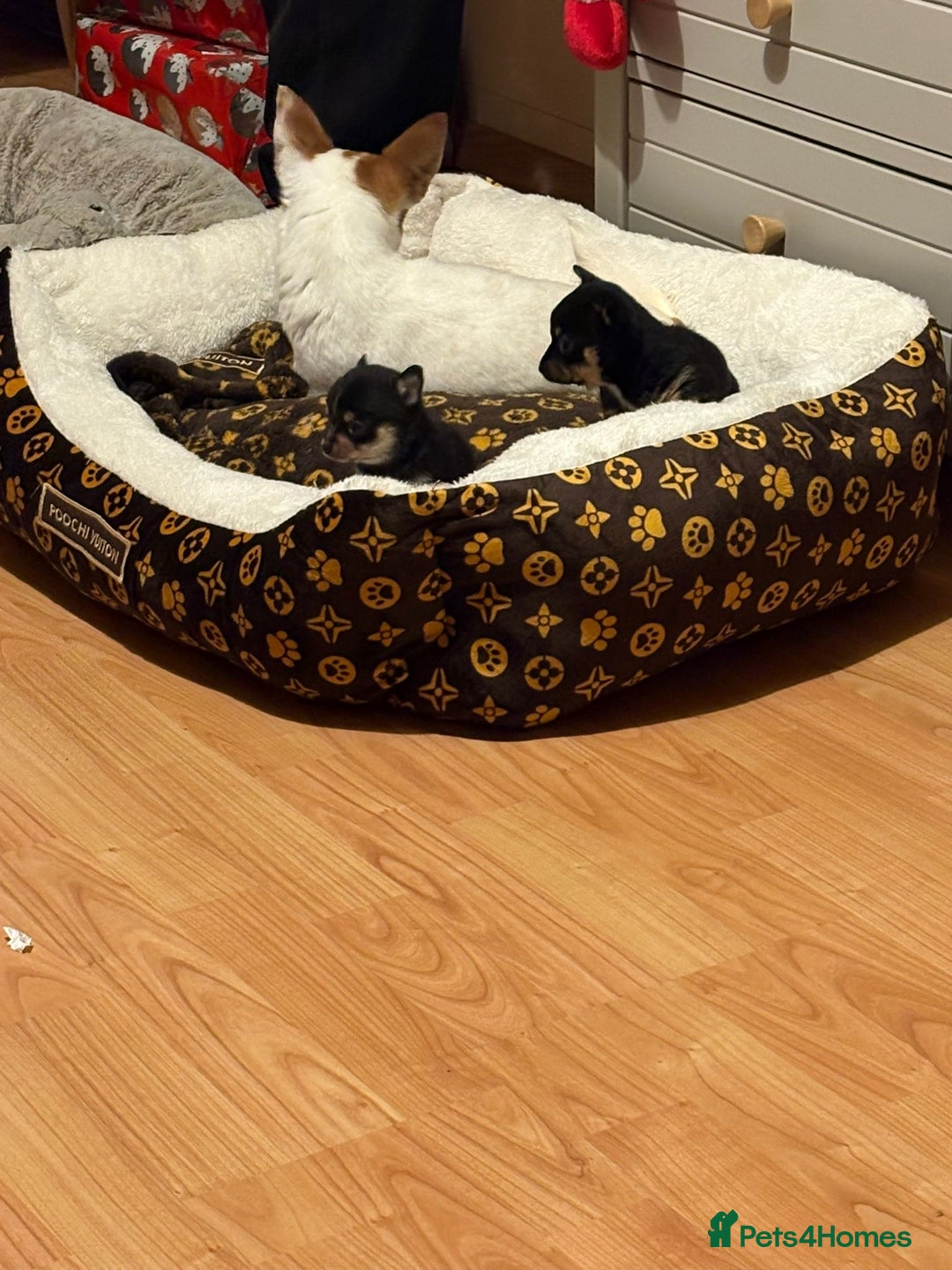 Chihuahua dogs for sale: 2 male chi pups for sale derby - Advert 13