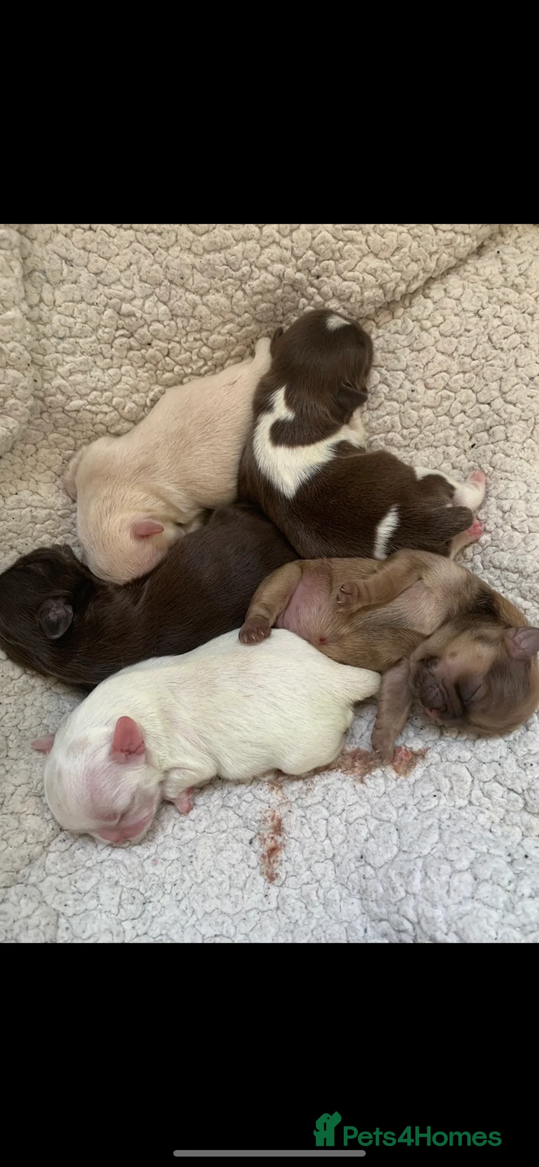 Shih Tzu dogs for stud: Lilac imperial shih tzu for stud in Clydebank - Advert 12