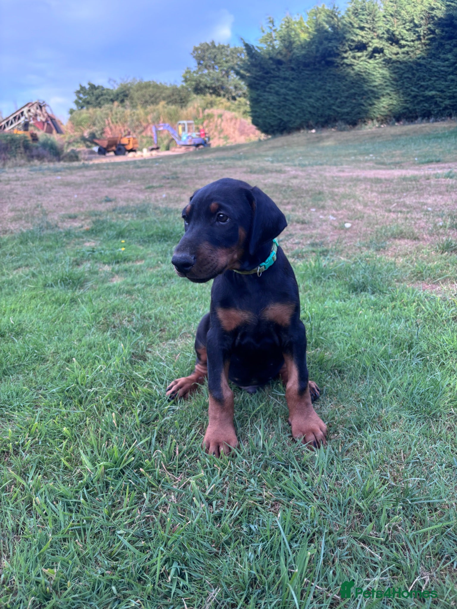 Dobermann dogs *READY NOW* KC registered Dobermann puppies  - Advert 2