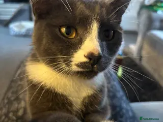 Mixed Breed cats Teddy - Advert 1