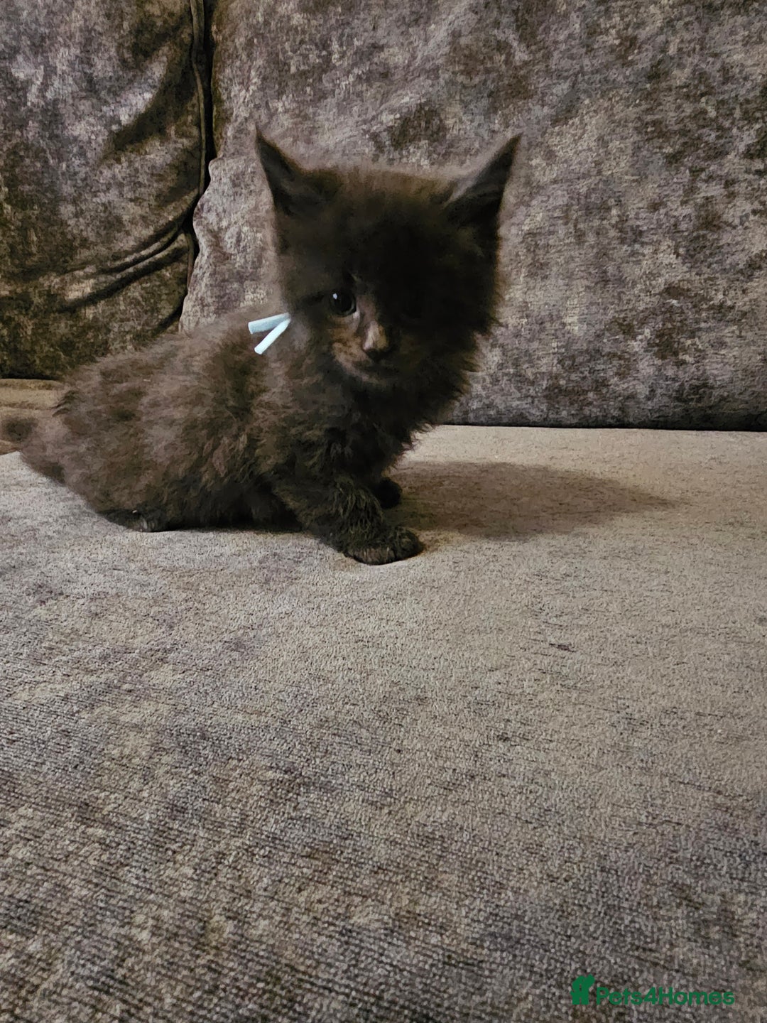 Maine Coon cats for sale: Maine Coon × Siberian - Advert 6