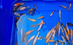 Koi Carp fish for sale: 2 to 4 inch Mixed Koi Carp Fry: young pond fish - Image 3