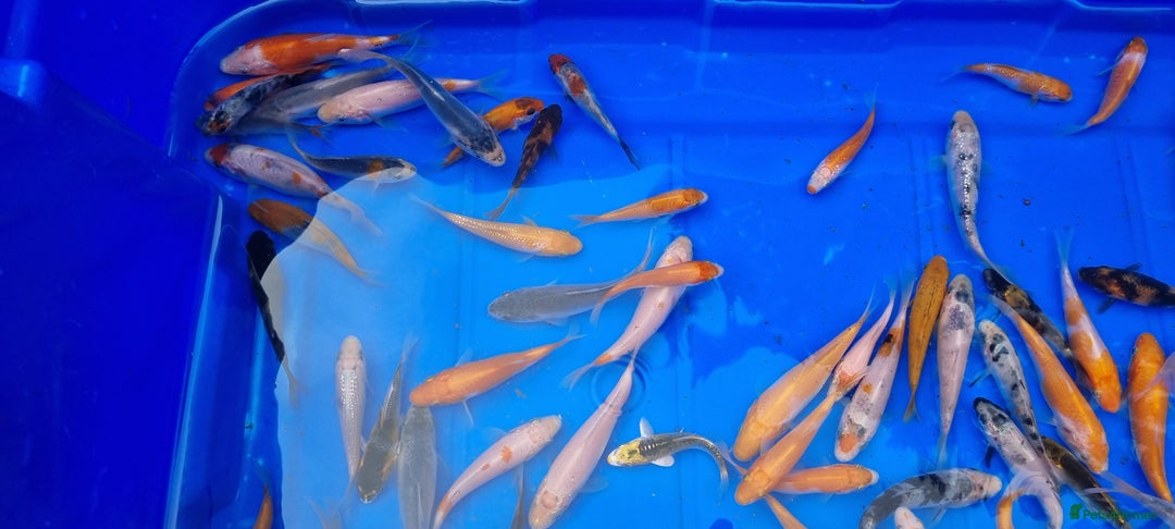 Koi Carp fish for sale: 2 to 4 inch Mixed Koi Carp Fry: young pond fish - Image 3