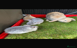 Mini Lop rabbits for sale: *READY NOW* Beautiful Lop eared Rabbits - Image 3