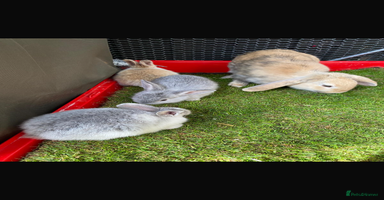 Mini Lop rabbits - Advert 9